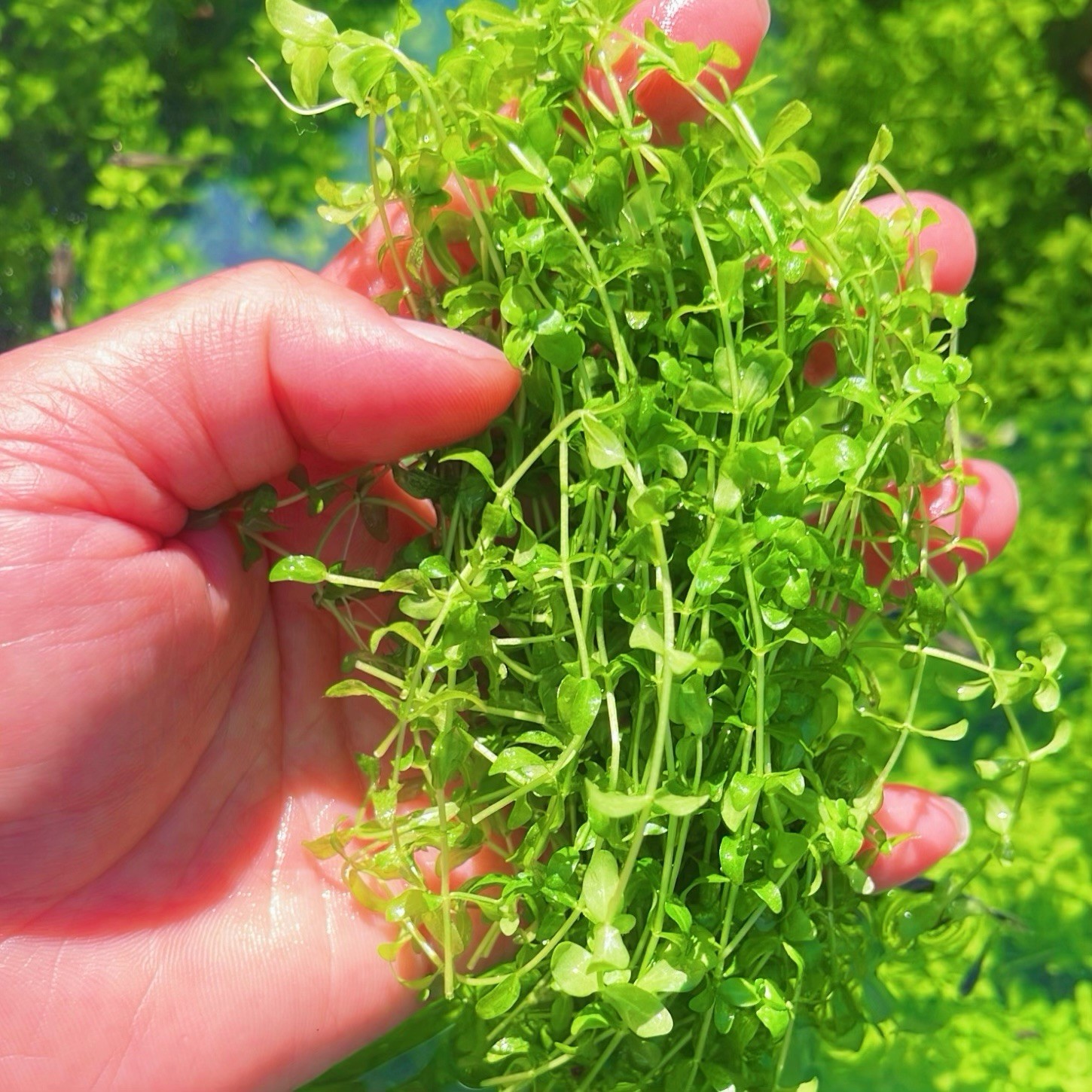 25+ Stems Pearl Weed Hemianthus Micranthemoides Live Aquarium BUY 2 GET 1 FREE