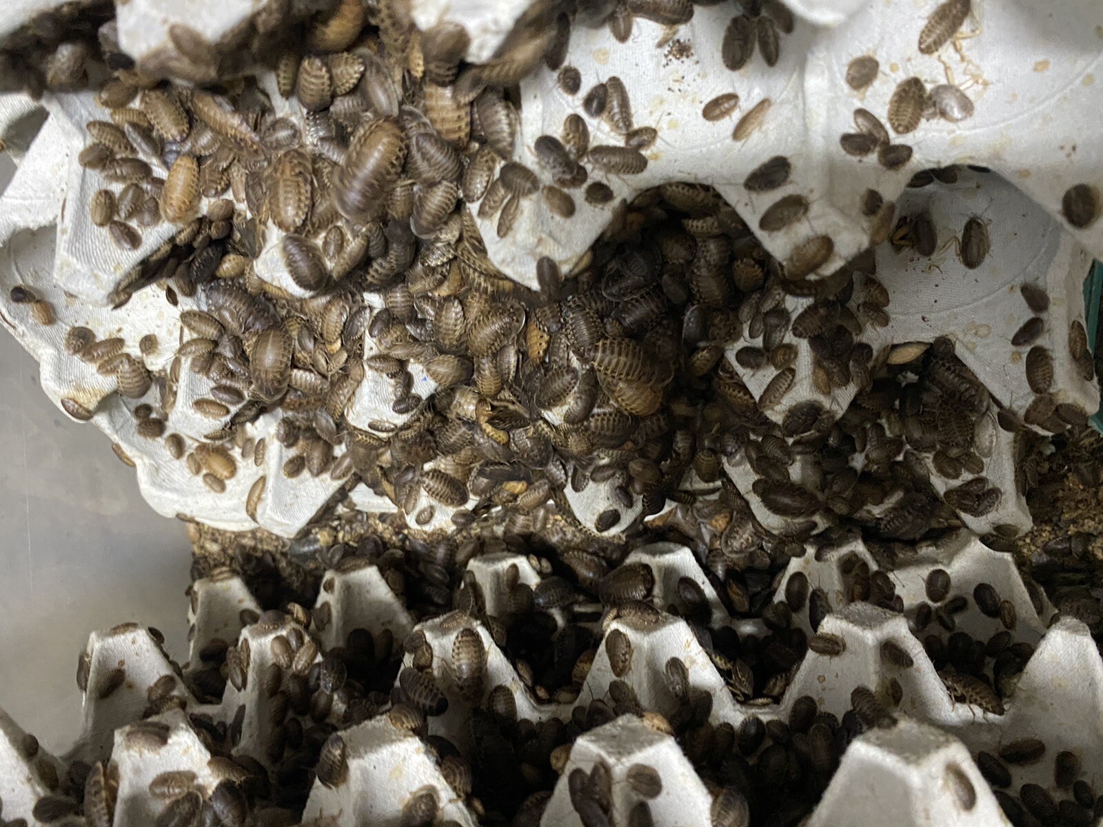 Dubia Roaches Live Feeders S/M/L/XL 100/200/300/400/500+15% Overcount+Free Ship