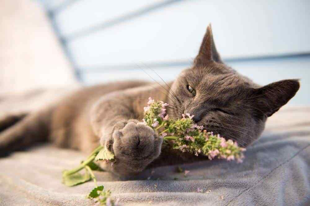 Catnip FINE CUT Premium / 1oz – 20LB / Cats Treat Tea Bulk