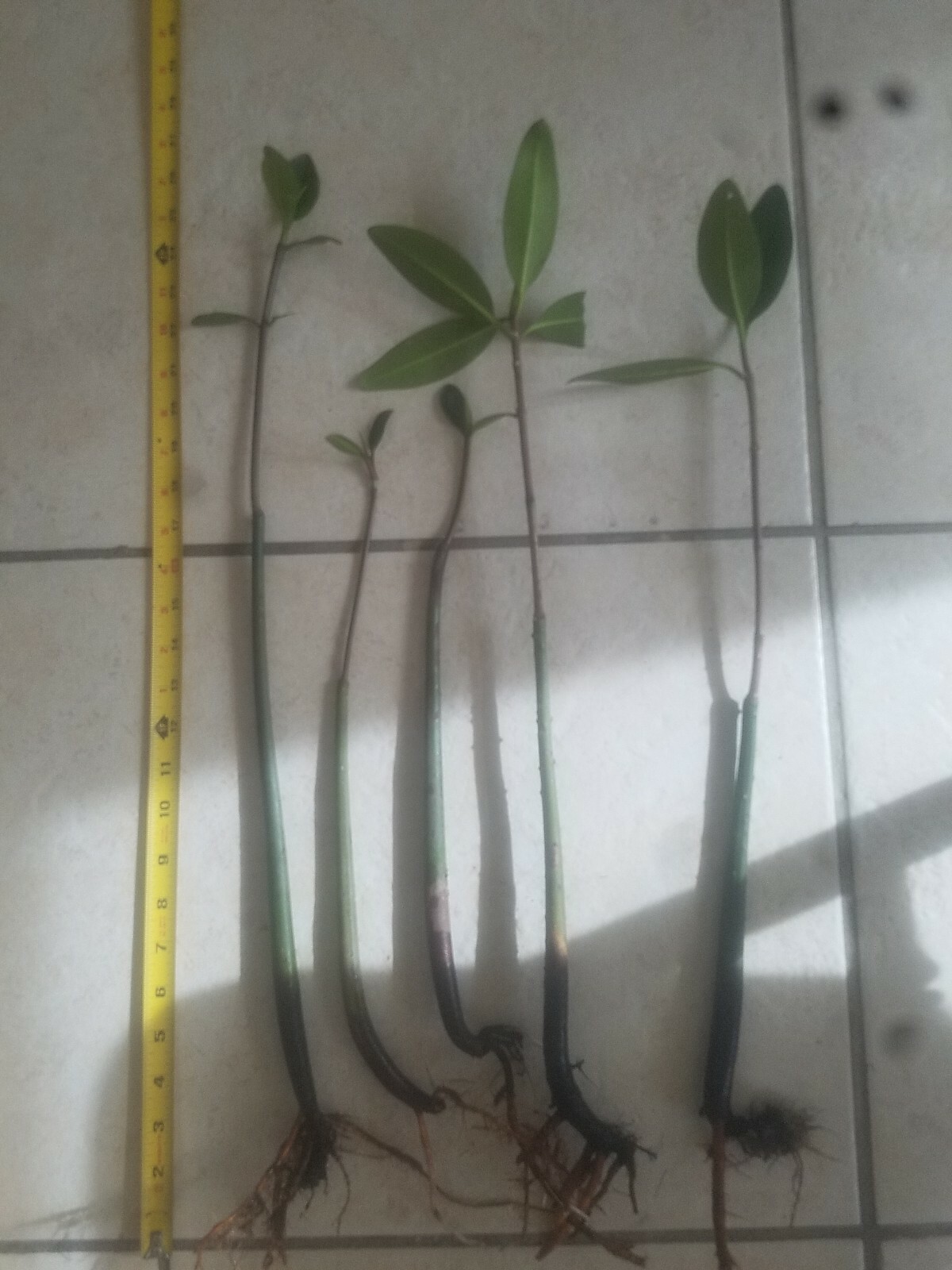 Large Aquarium Mangroves 18 to 26 inches