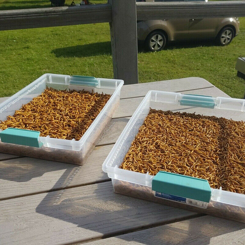 LOT Bulk Dried Mealworms Non-GMO for Wild Birds Food Blue Bird Chicken Hen Treat