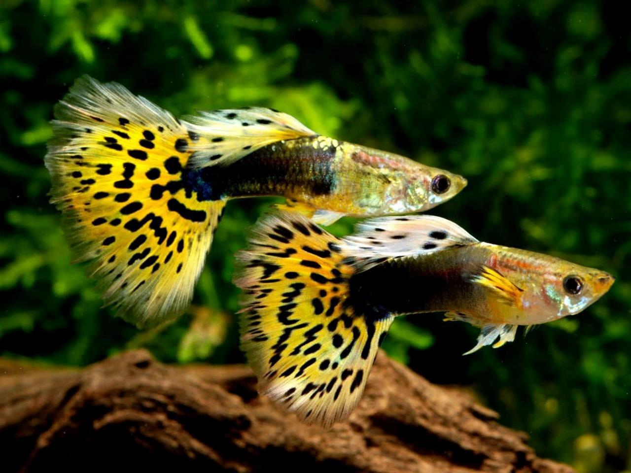 PREMIUM GUPPY FISH FOOD – COLOR ENHANCING – PROMOTES FIN GROWTH – FREE SHIPPING!