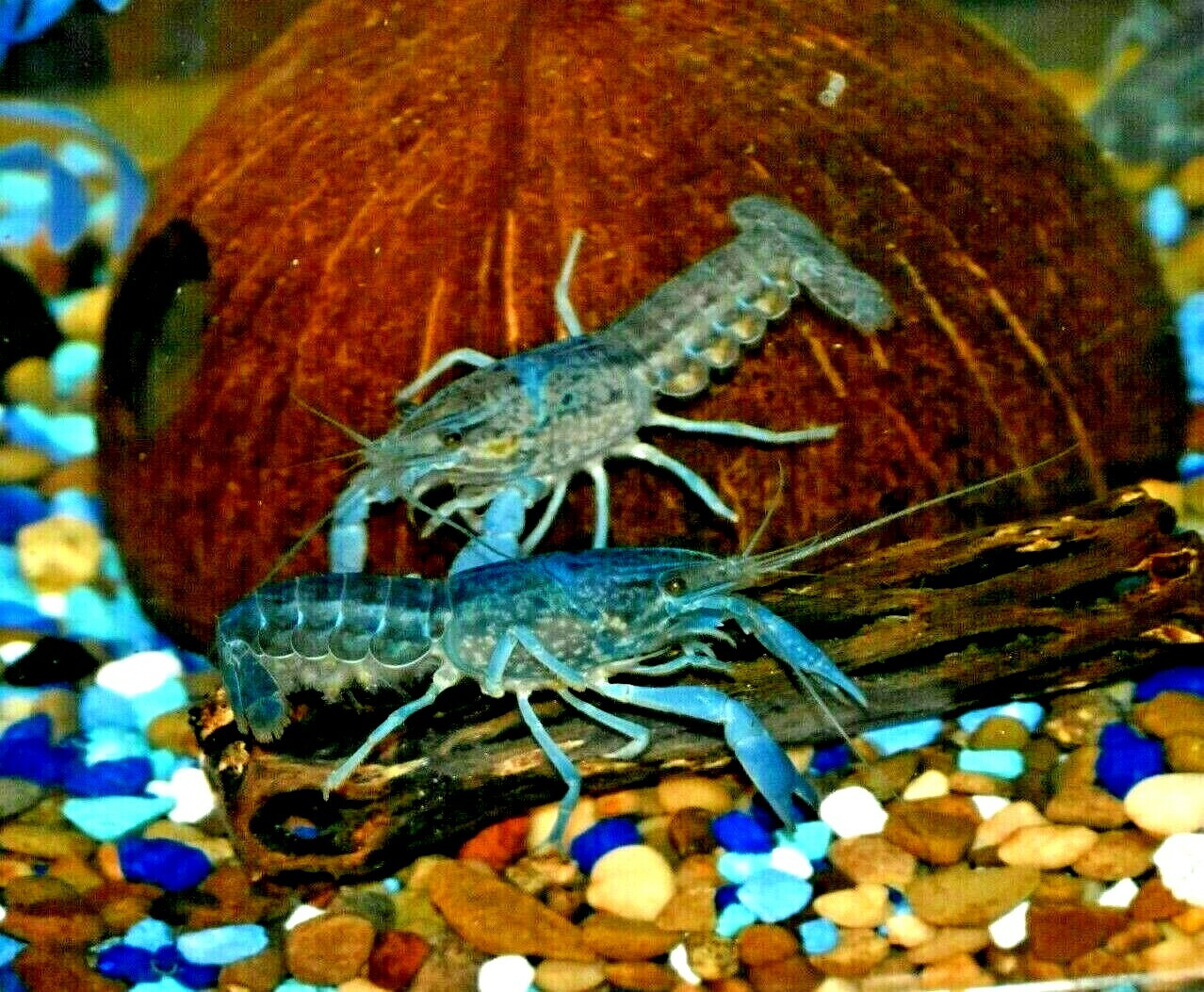 (2) Live Freshwater Aquarium Fish ELECTRIC BLU Small 1″ -1.5″