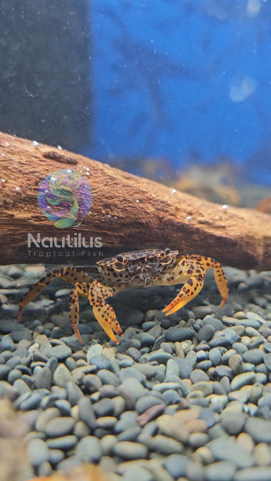 Panther Crabs! Live Freshwater Aquarium Tropical Crab Panther Crab Live