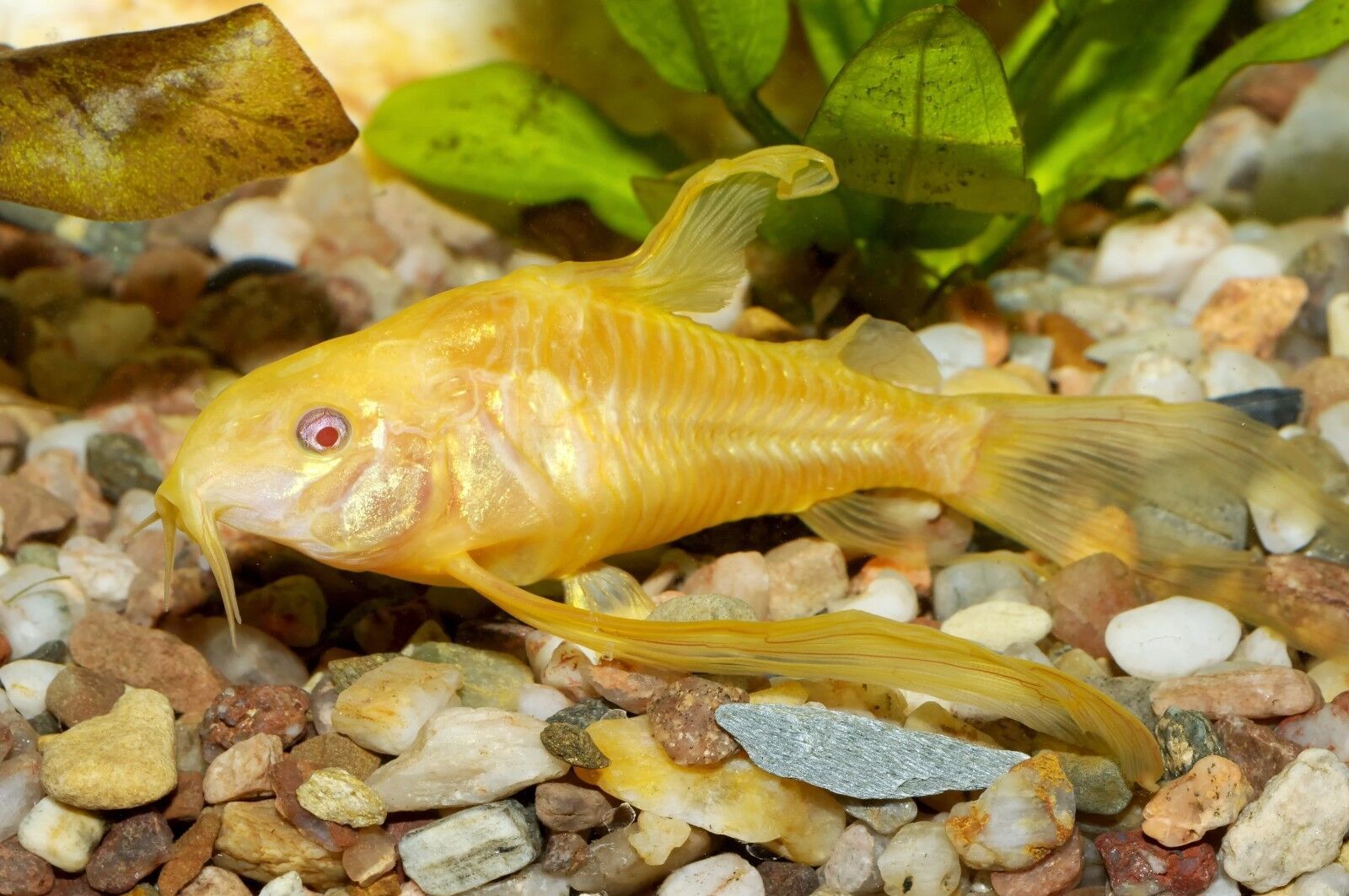 ABF CORY CATFISH MIX Bottom Feeders,Krill,Spirulina,Cory Cats,PlecoABF425WW