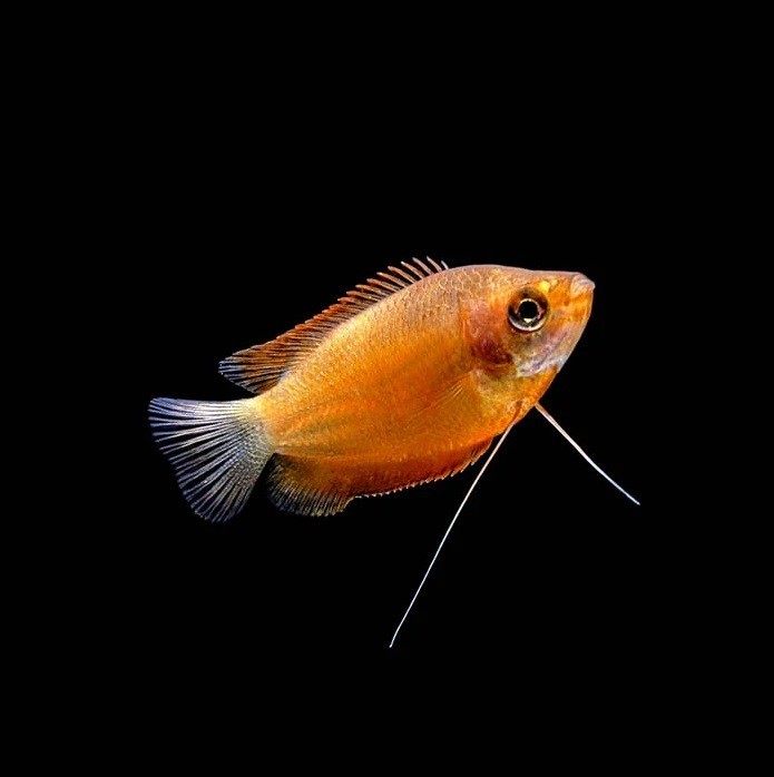 Honey Dwarf Gourami Live Freshwater Aquarium Fish Peaceful Community