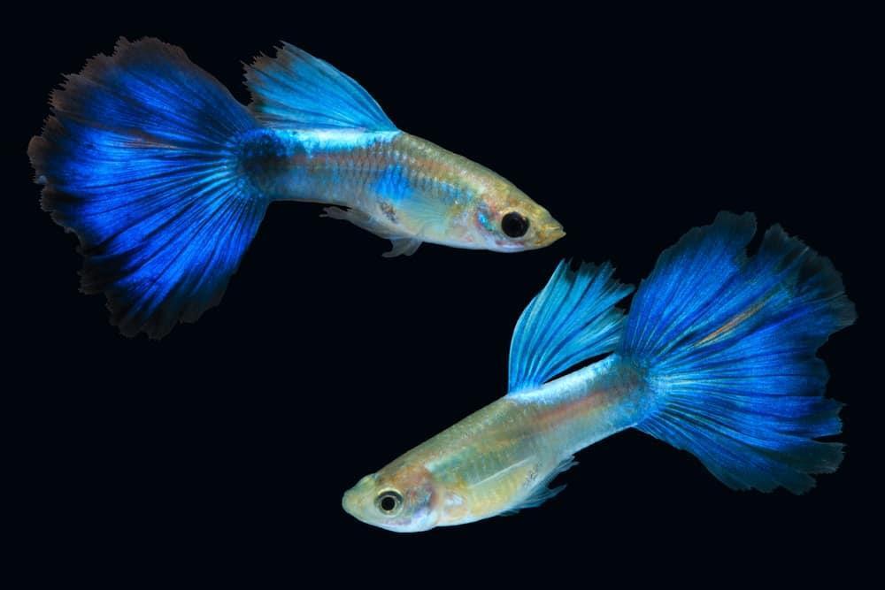 PREMIUM GUPPY FISH FOOD – COLOR ENHANCING – PROMOTES FIN GROWTH – FREE SHIPPING!