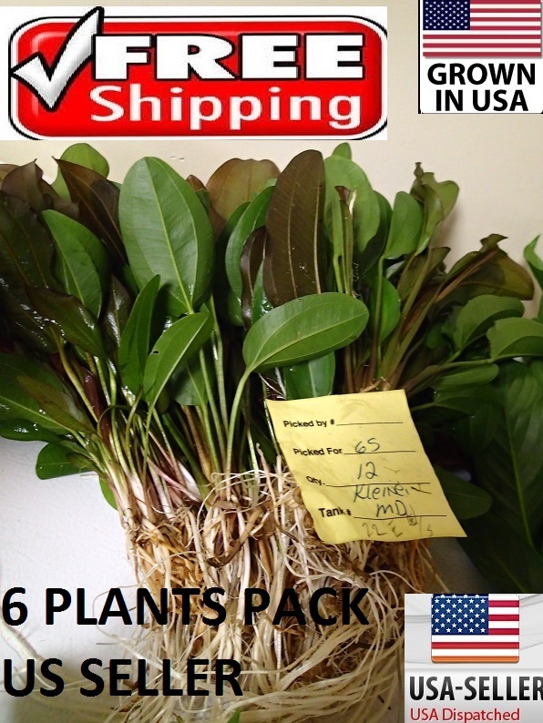 6 Medium Kleiner Bar Sword plants Easy Aquarium aquascaping planted tank light