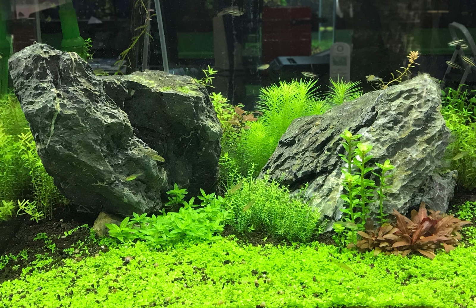 Seachem Flourish Tabs Growth Supplement – Aquatic Plant Stimulant 40 ct