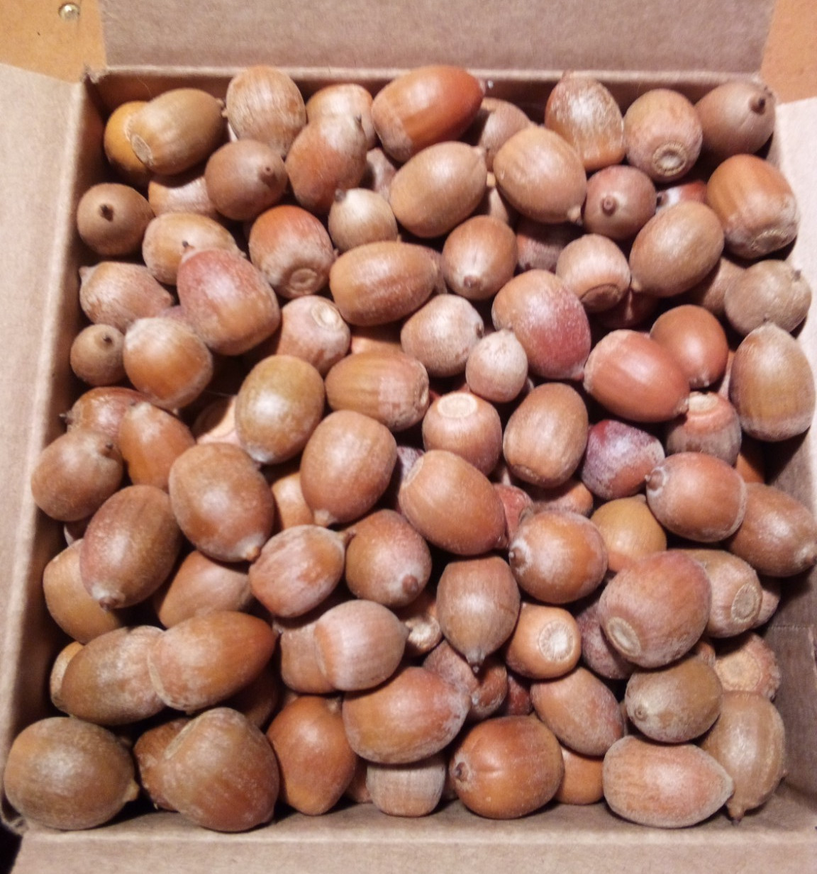 3 POUNDS NATURAL RAW RED OAK ACORNS FOR TREATS. Deer, Squirrels, Birds,, ETC.