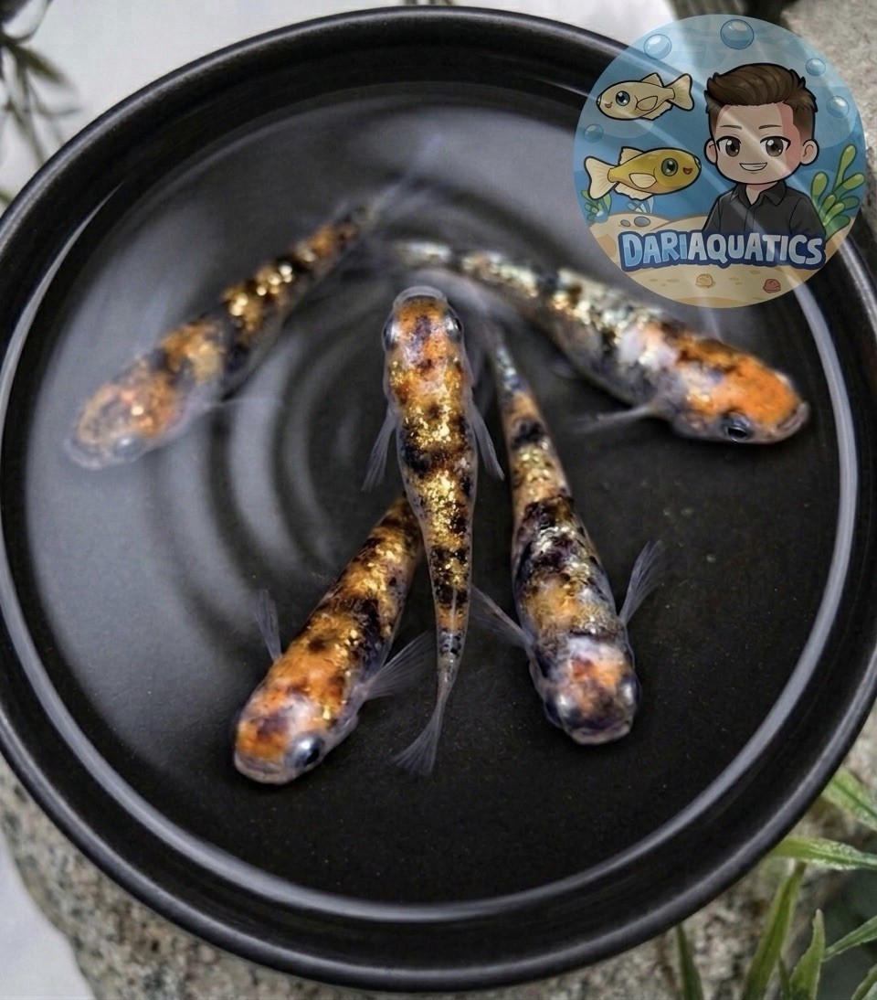 Volcanic Ember Medaka Eggs (20+5FREE) —Premium Japanese Rice Fish🐟 USA BRED🇺🇸