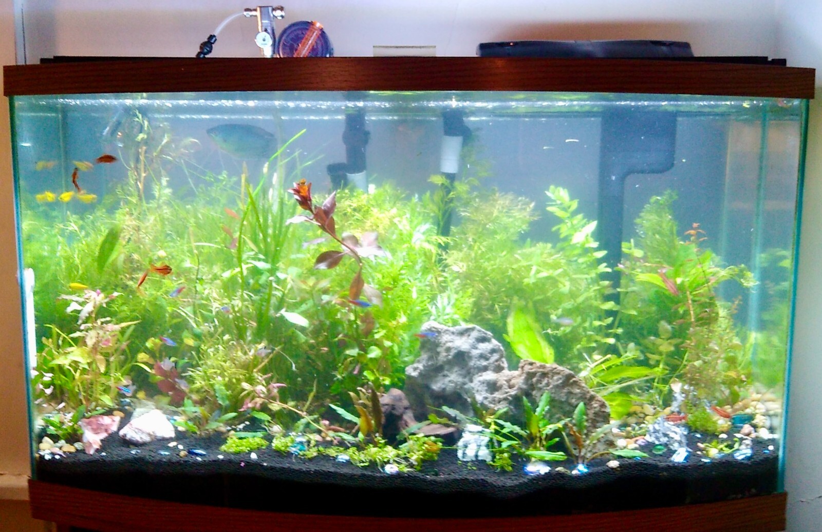 40-Gallon CUSTOM Mega Bundle 72+ Bunch/Pots of Live Freshwater Aquarium Plants!