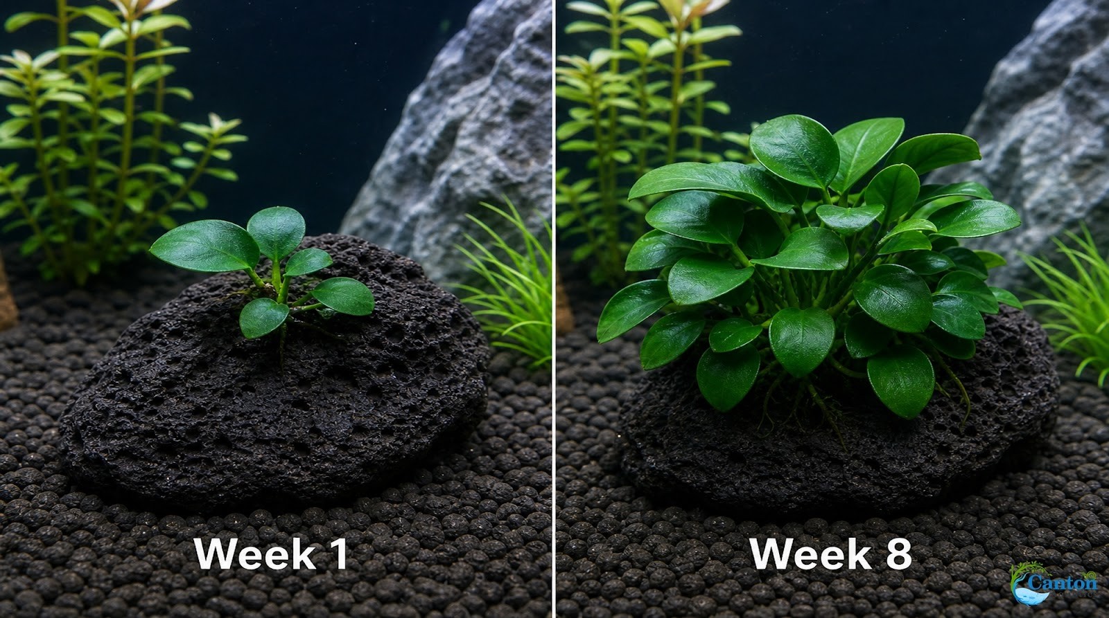 Anubias Nana on Lava Rock Live Aquarium Plant Low Light Freshwater Easy Care