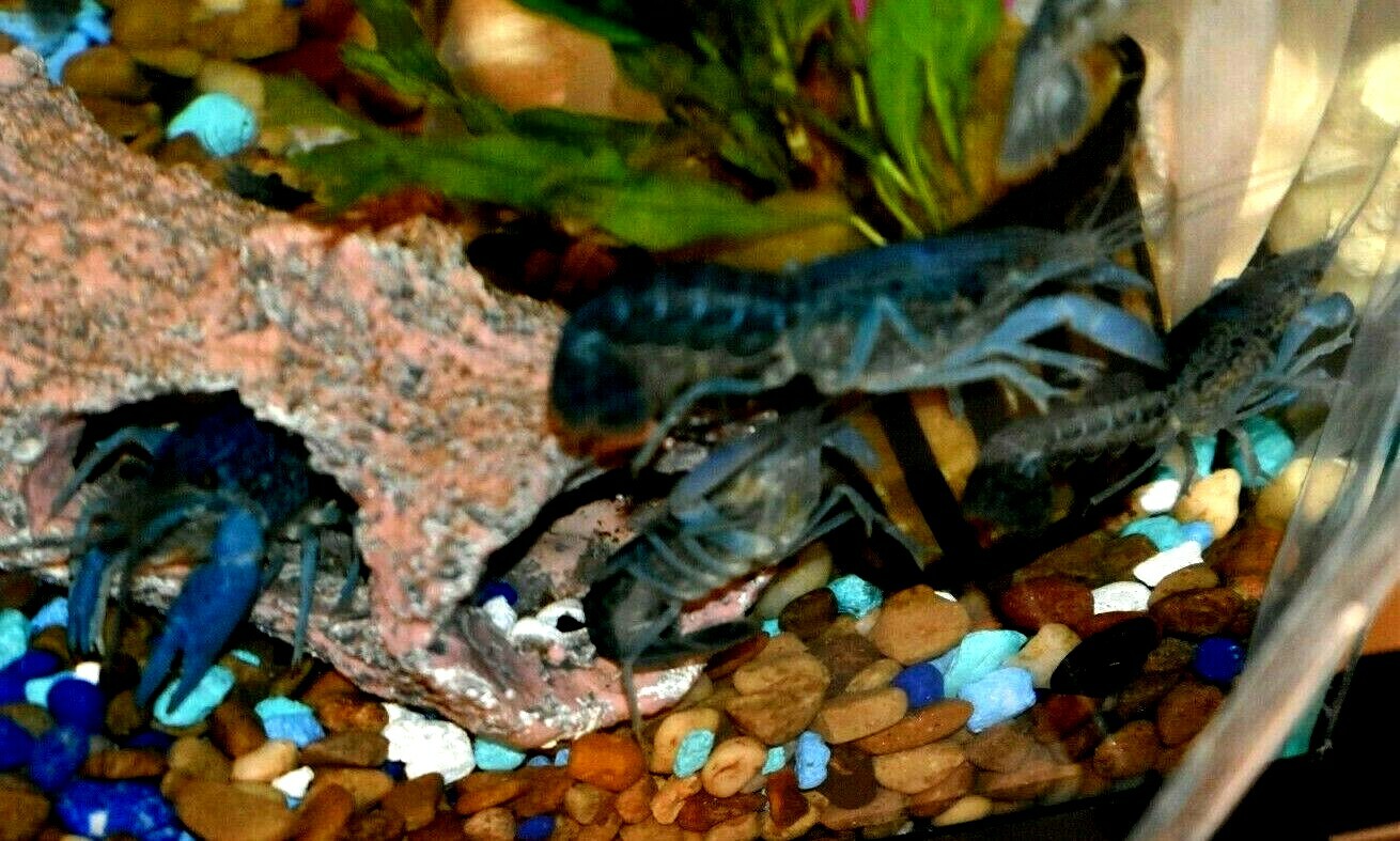 (2) Live Freshwater Aquarium Fish ELECTRIC BLU Small 1″ -1.5″