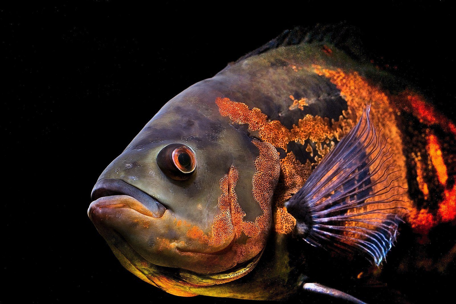 Large Fish Floating Pellet Blend for Oscars, Pacus, Arowanas, Ponds GB-420