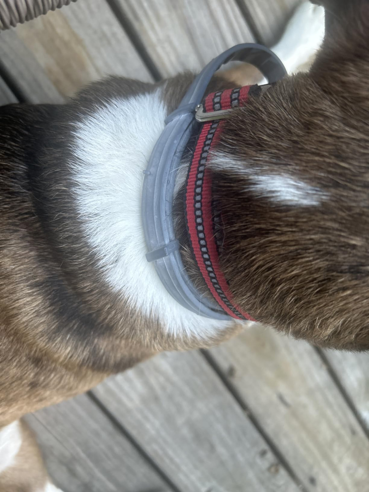 Seresto Flea & Tick Collar 8 Months Protection LARGE Dogs above 18lbs—FREE SHIPS