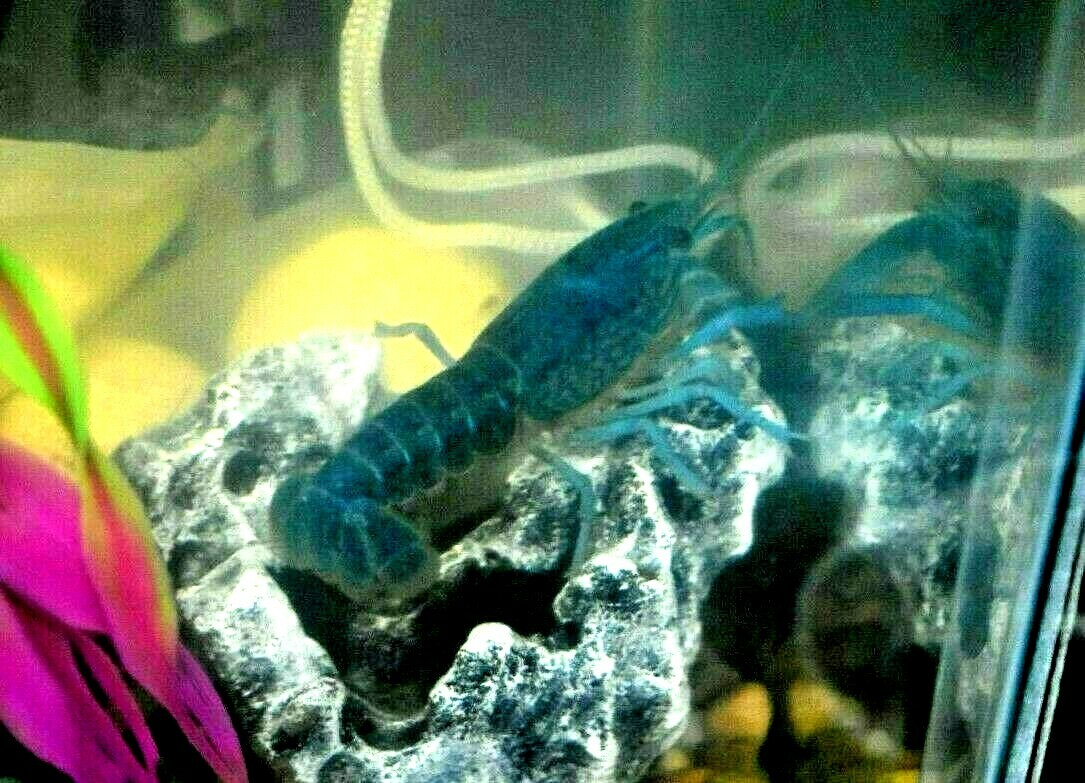 (2) Live Freshwater Aquarium Fish ELECTRIC BLU Small 1″ -1.5″