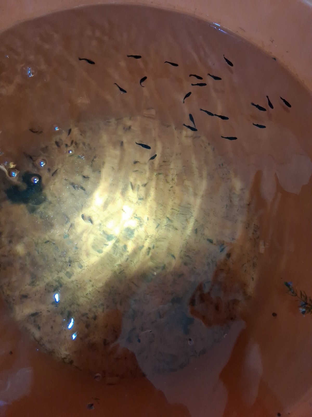 Juvenile Black Mollies