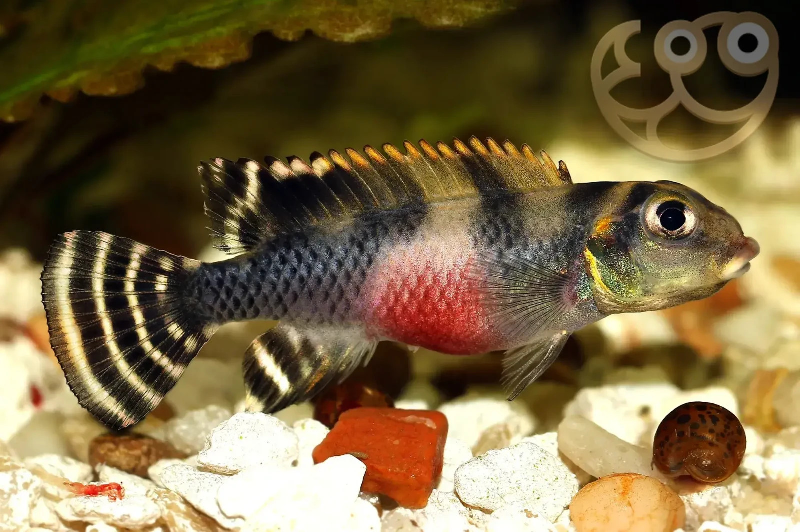 Nannochromis Transvestitus PAIR. Dwarf Cichlid! RARE!!! PLEASE READ DESCRIPTION!