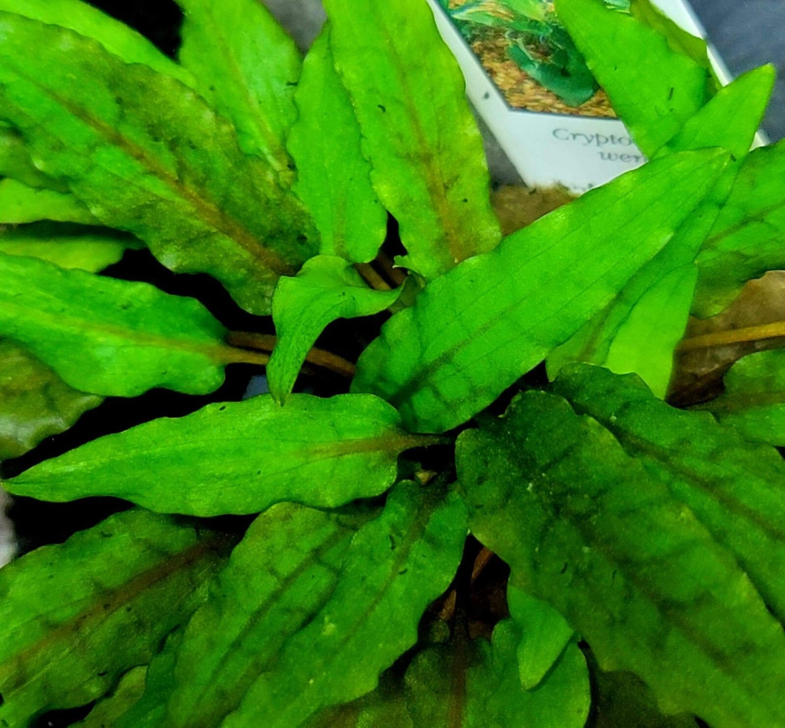 Aquarium Live Plant Package Freshwater for 20g Heavy or 29 g Medium