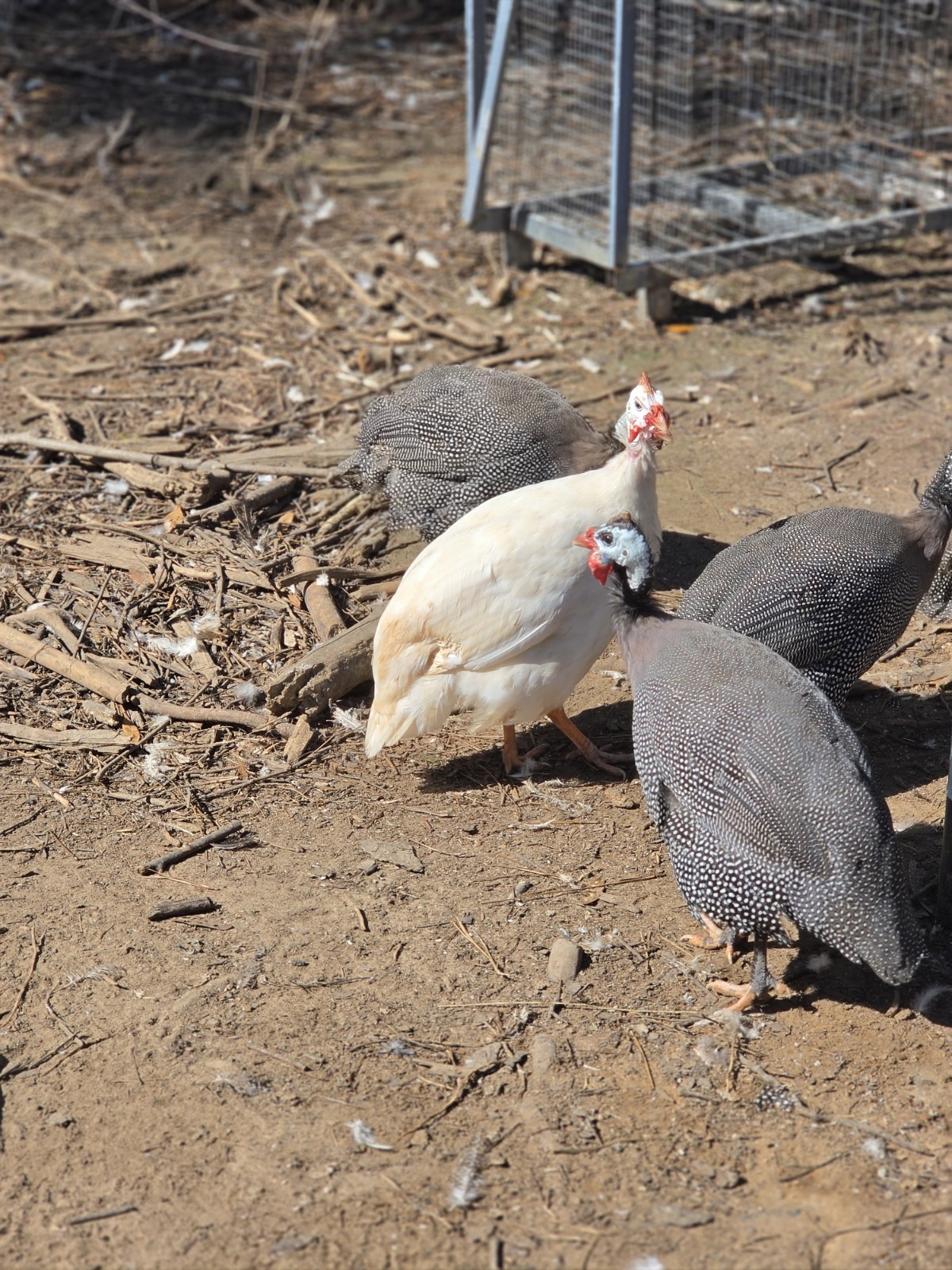 10 Guinea Fowl Eggs for hatching MIXED Colors