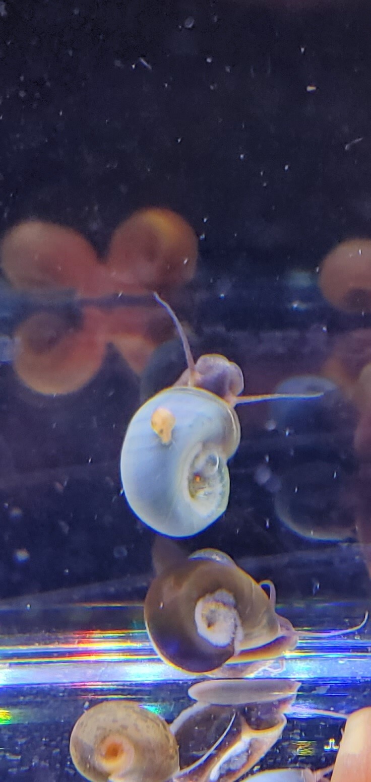 6+ Beautiful BLUE Ramshorn Snails Live Freshwater Aquarium-Algae Eater