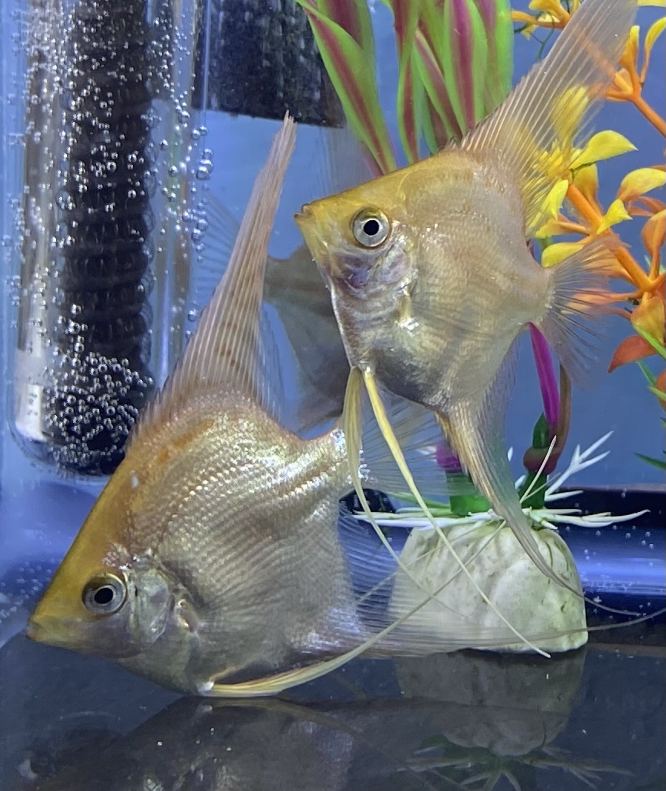Dime sized Gold Angelfish x5