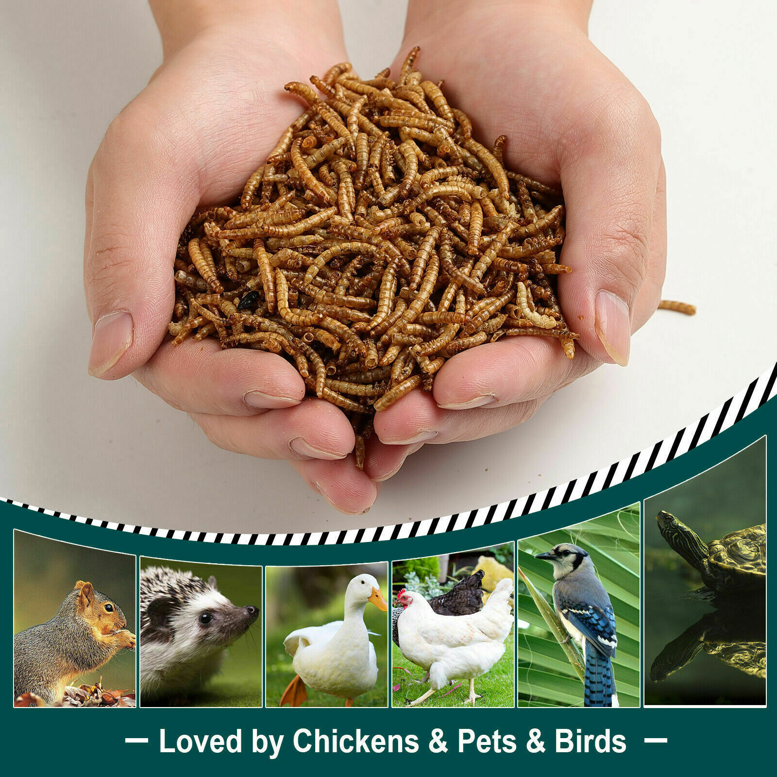 11-44Lbs Bulk Dried Mealworms Non-GMO for Wild Birds Chickens Hen Meal Treats