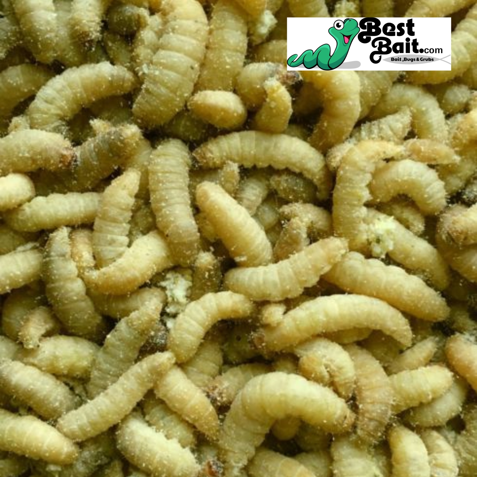 Live Waxworms, Wax worms Fishing, Reptile Feeders, Free Shipping