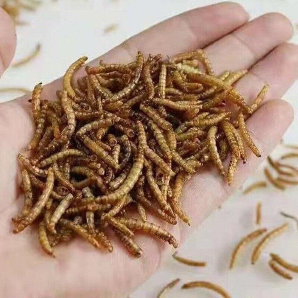 Premium 5 Pounds Dried Mealworms #ReptileTreats USA Stock Fast Ship