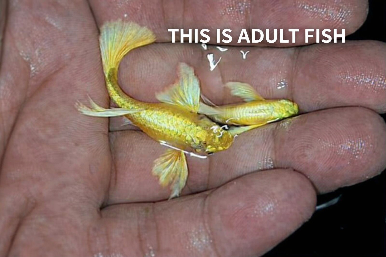10 + Live 24k Full Gold FRY Guppy *****high quality *****
