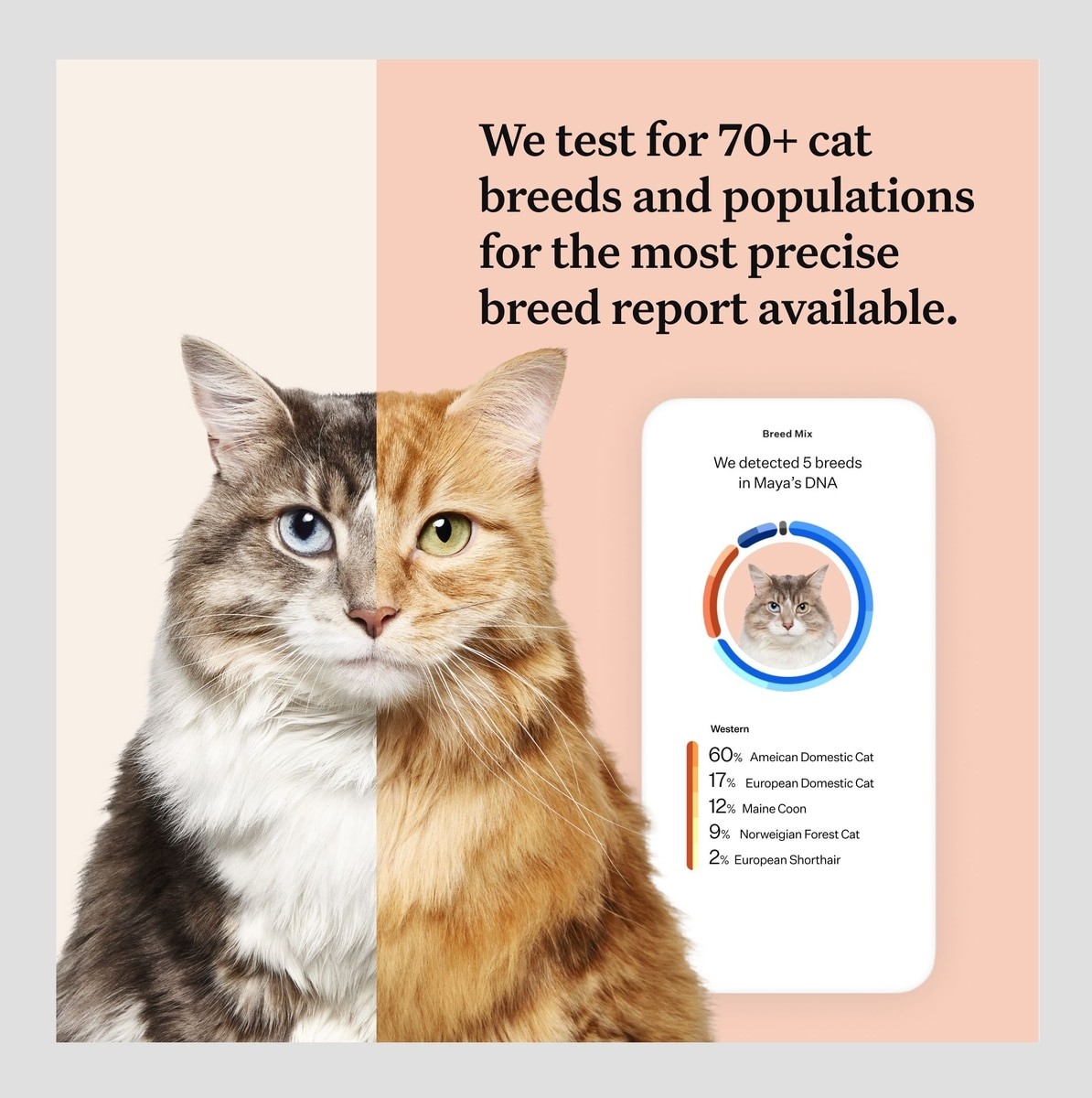 Wisdom Panel Complete Cat DNA Test