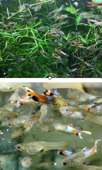 Mixed Endler’s – 8 PAIRs ( 7 + 1 Free Pair & 3+ Free Fry) (19 + fish)