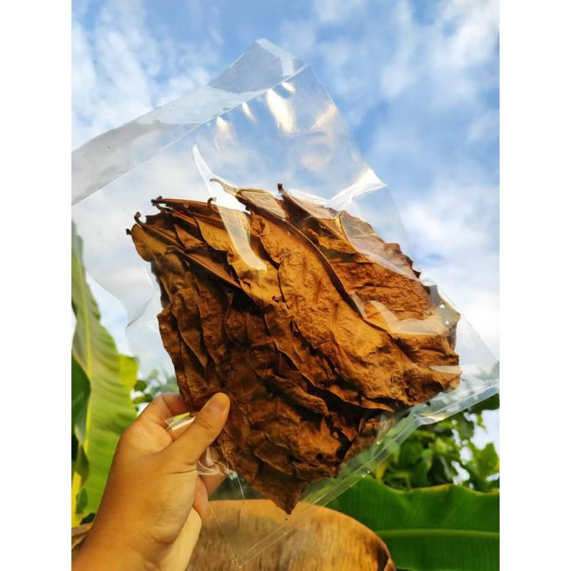 20 pcs Indian Almond Catappa Leaves Shrimp Betta Fish Aquarium Care-NEW