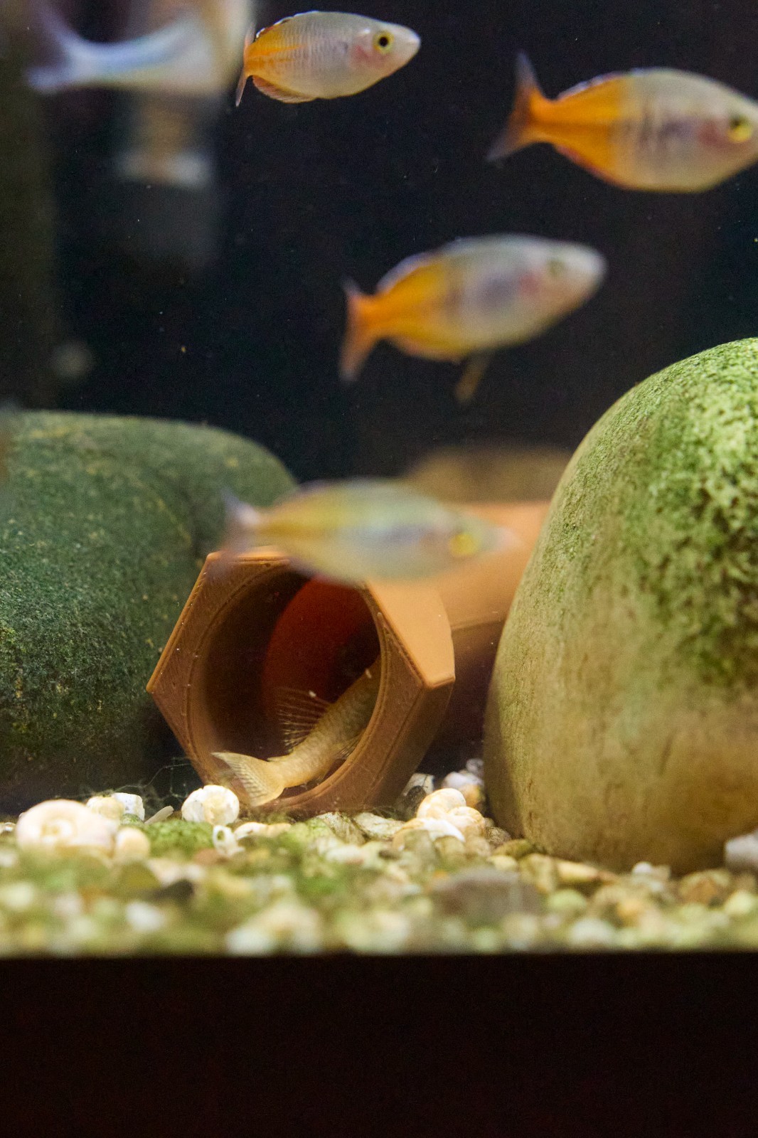 Aquarium Bristlenose Pleco Cave x2 – Choose Color – Plecostomus Fish Breeding