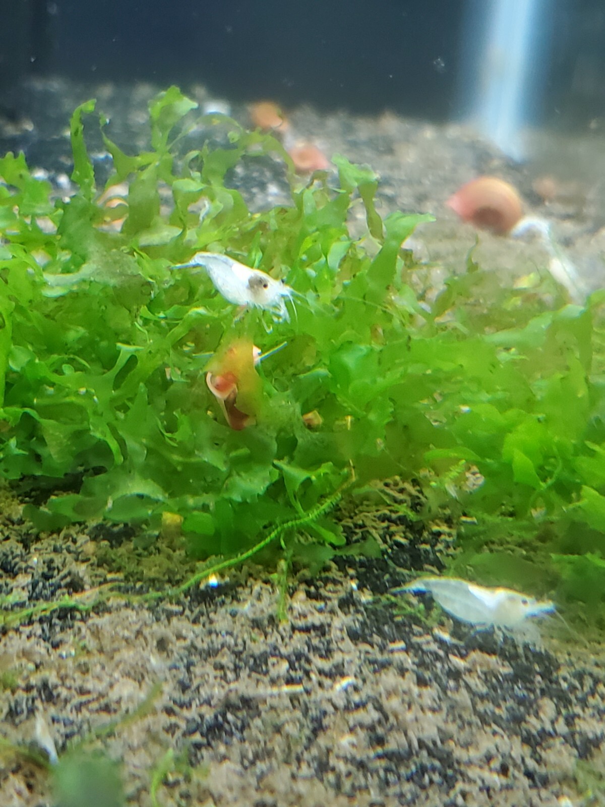 20 + extra Snowball Neocaridina Shrimp
