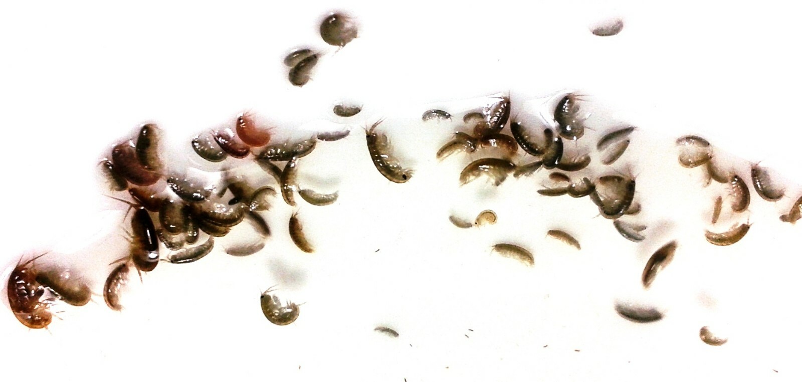 1 PORTION OVER 100+ PODS AMPHIPODS COPEPODS SALTWATER REEF SAFE LIVE FISH FOOD