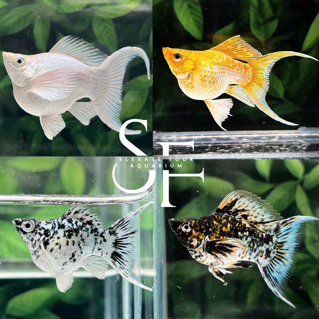 3-Pack Random Assorted Balloon Molly Lyretail Live Fish Freshwater Aquarium