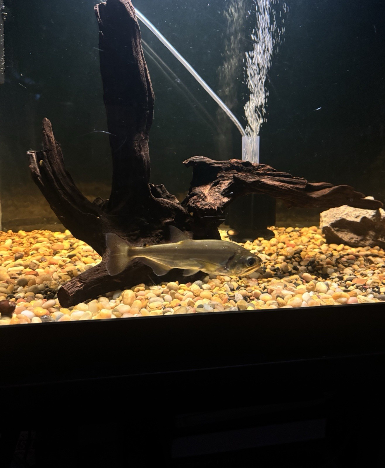 Freshwater Sabertooth Barracuda / True Armatus Payara