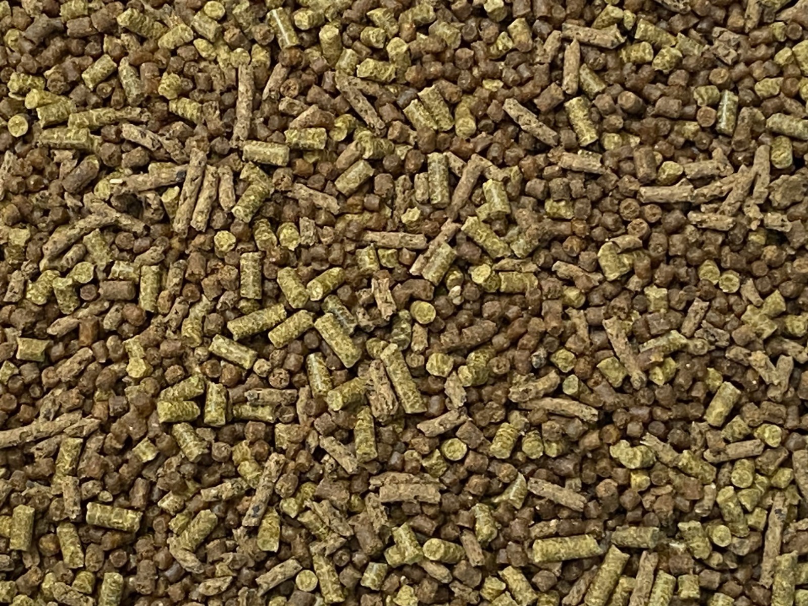 SMALL CORY CATFISH MIX Bottom Feeders,Krill,Spirulina,Cory Cats,Pleco,ABF422