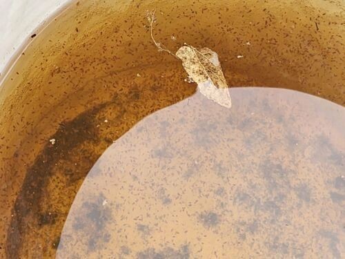 Live daphnia magna 1200 count. Free Shipping.