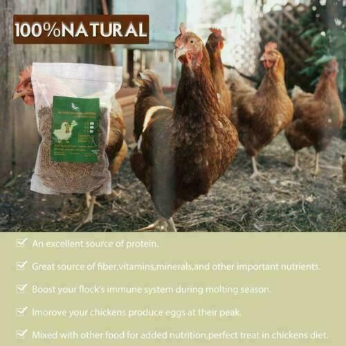 5lbs Dried Mealworms for chickens Chicken Treats Duck Feed Organic Meal Worms US
