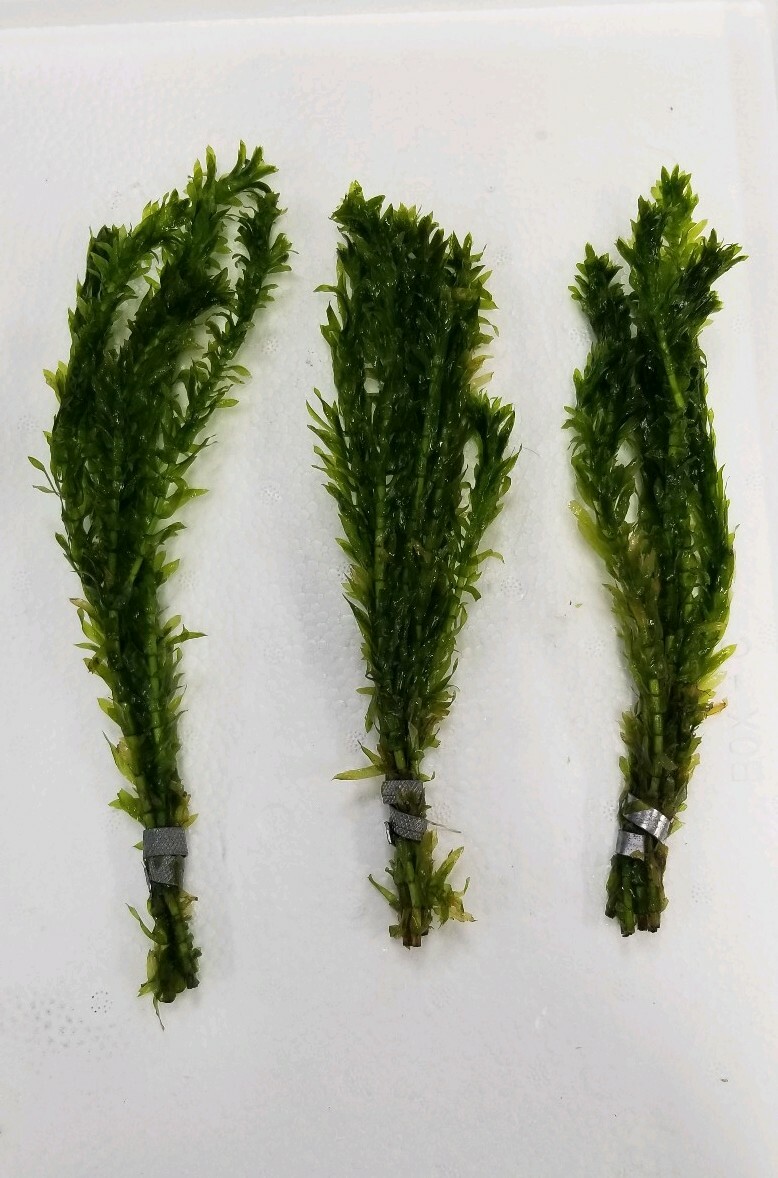 Fresh Anacharis Elodea (2 PACK) – Aquarium And Pont Plant