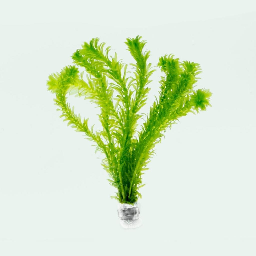 Beginner Aquarium – Anacharis Easy Live Aquarium Plants **buy 2 get 1 free
