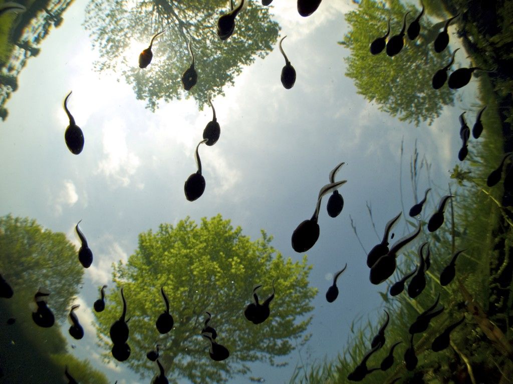 25+ Live Mystery Tadpoles Tree Frogoks, Wood, Greens, Pickerel or Peepers.