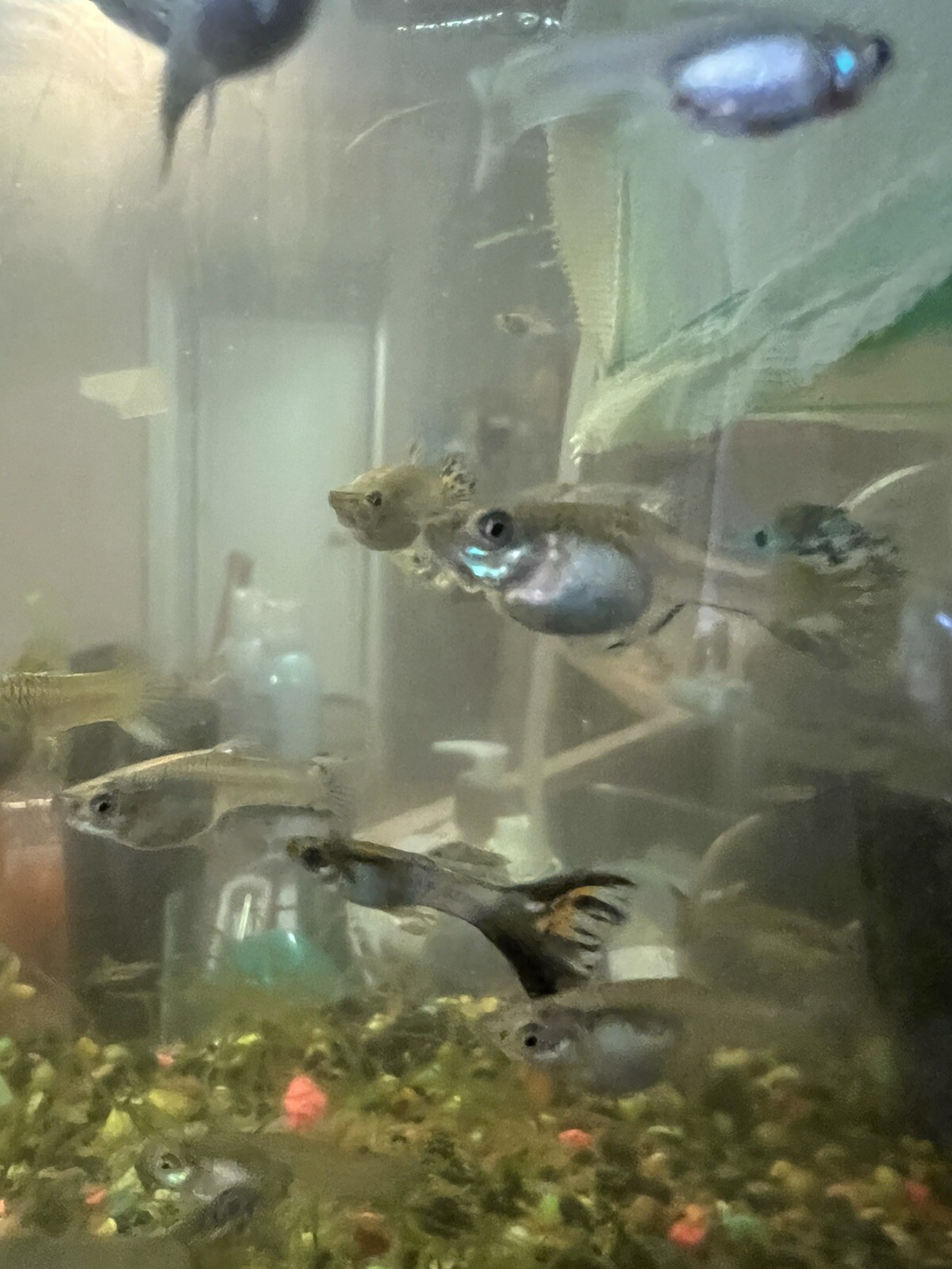 Breeding Trio ( 2 Female 1 Male) – Live Guppy Fish (Type Unknown)
