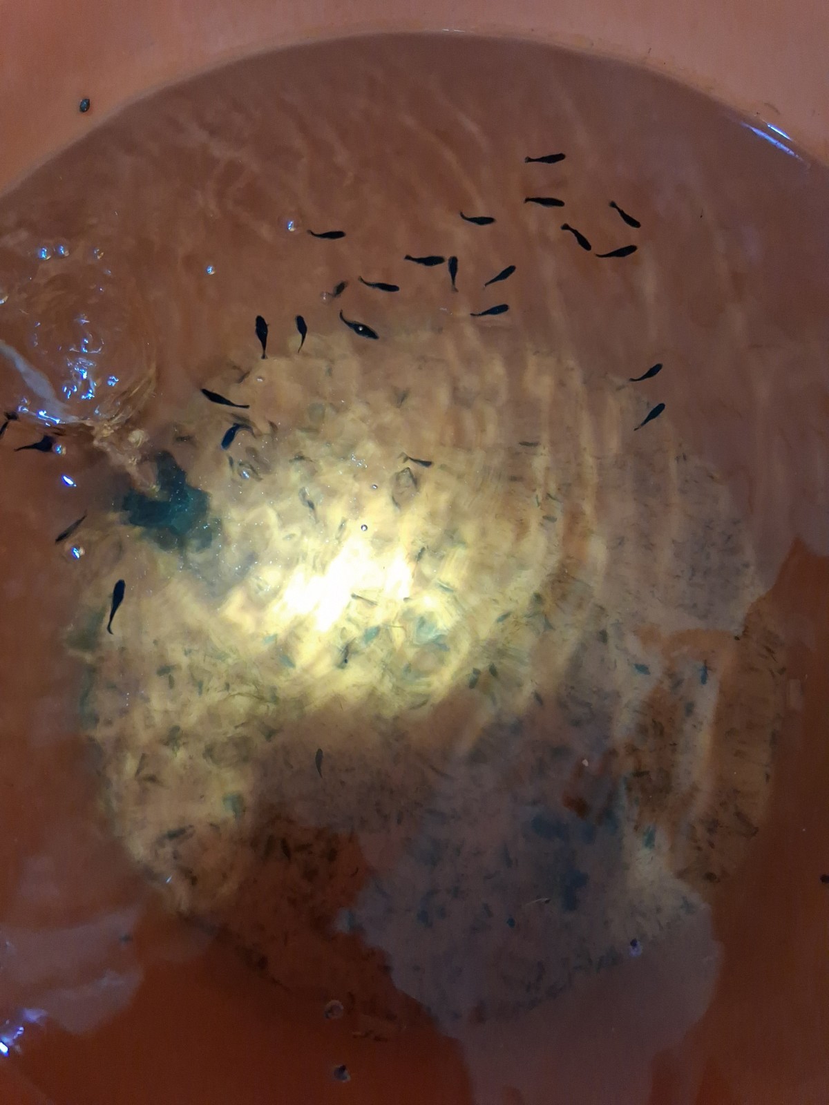 Juvenile Black Mollies