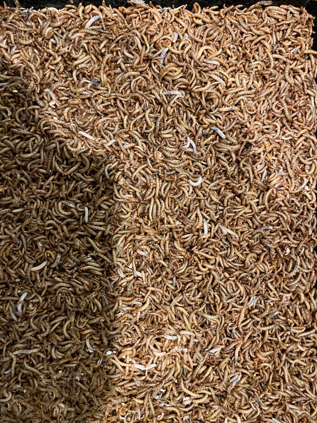 Live Mealworms – 25 – 2000 ct – Reptile, Bird, Fish Feed