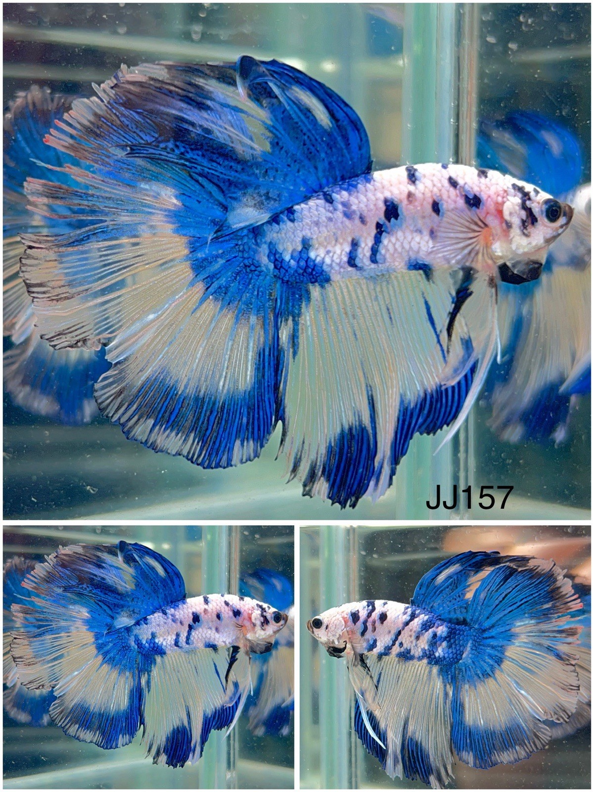 Male Betta Live Fish – Koi Marble Galaxy Halfmoon – JJ157 – High Quality A++
