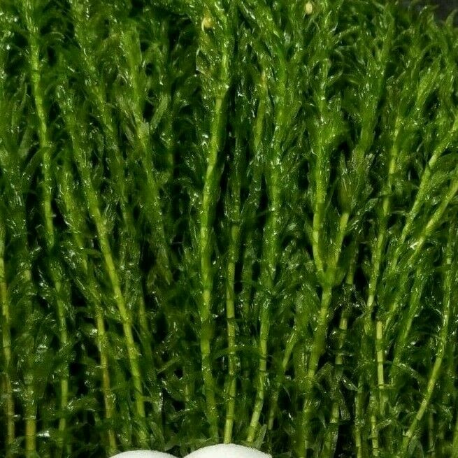 (5 pack) Anacharis elodea – Aquarium and pond plant